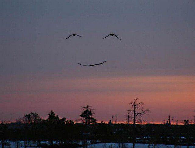 An example of pareidolia, this photo depicts three birds in flight, which appear in the pattern of a smiling face.
