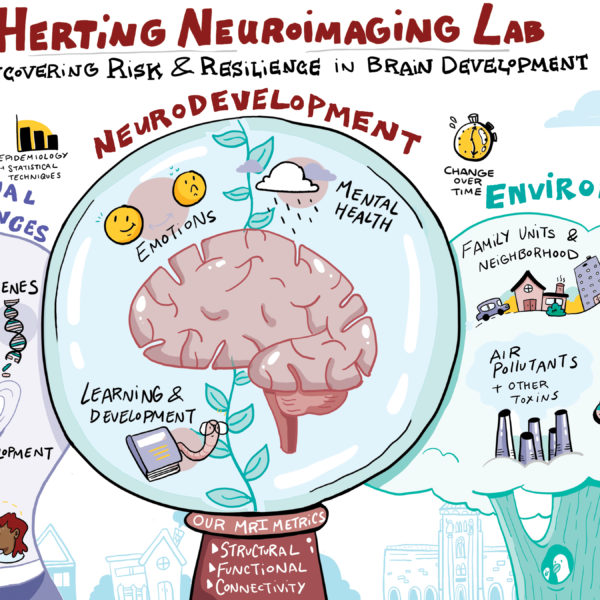 imagethink-infographic-herting-lab-neuroimaging-illustration
